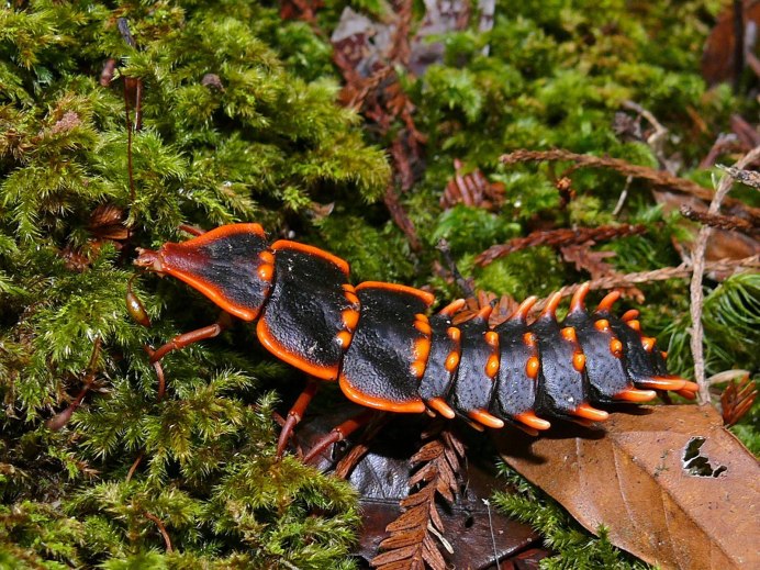 Platerodrilus paradoxus