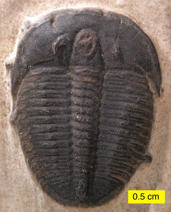 Trilobite Beetle