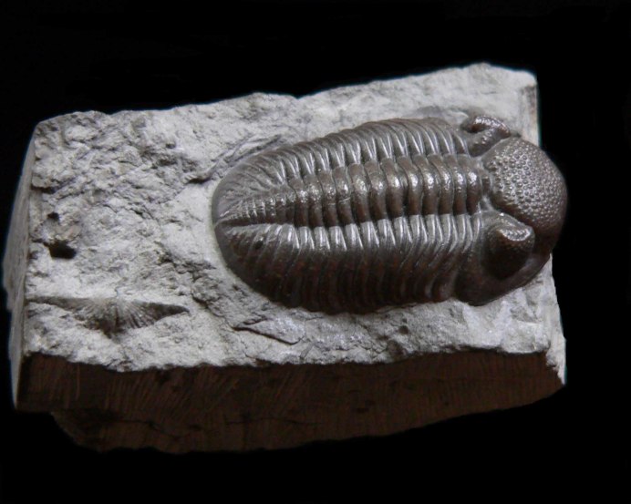 Arthropod 600