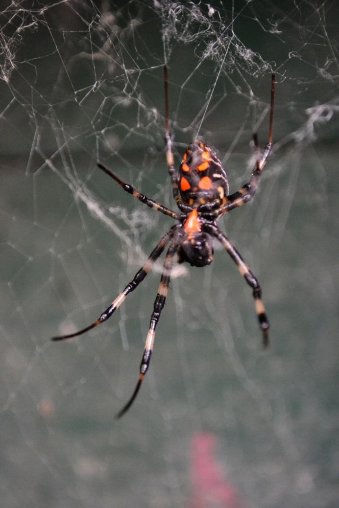 Wild animal Spider