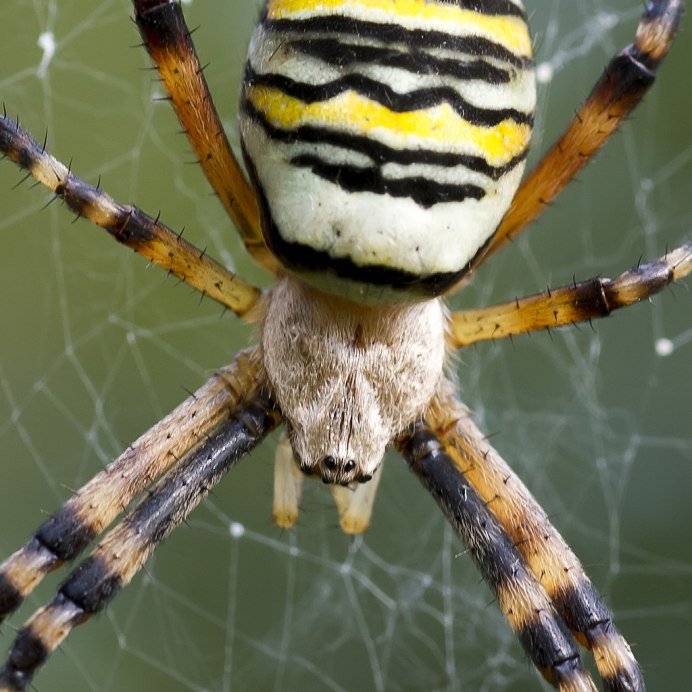 Wild animal Spider