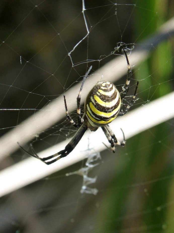 Аргиопа Брюнниха (Argiope bruennichi)