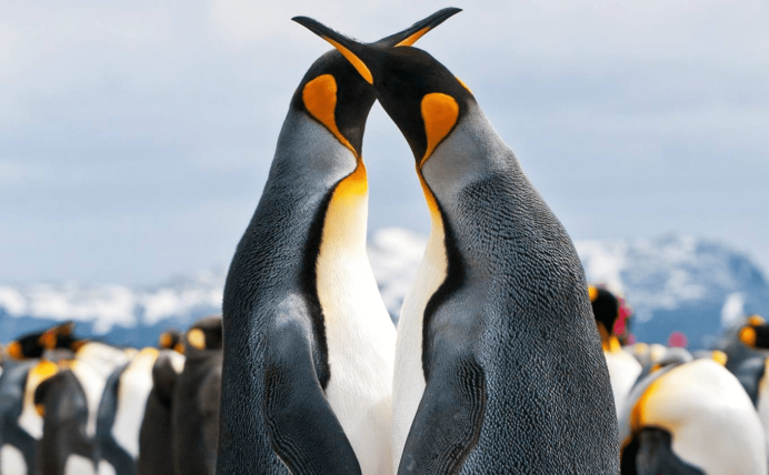 Penguin building a Nest