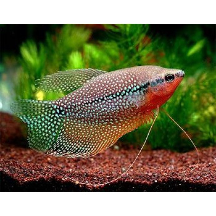 Лялиус (Trichogaster lalius)