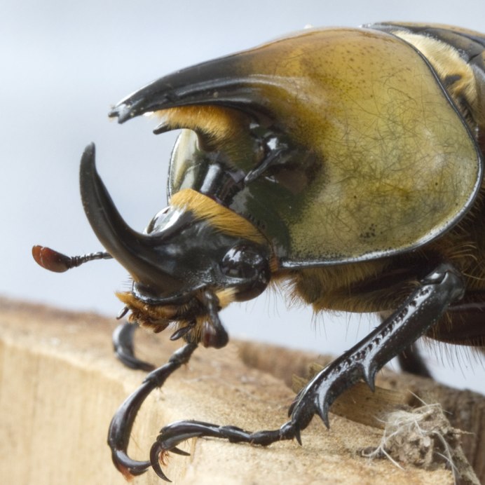 Dynastes Hercules lichyi