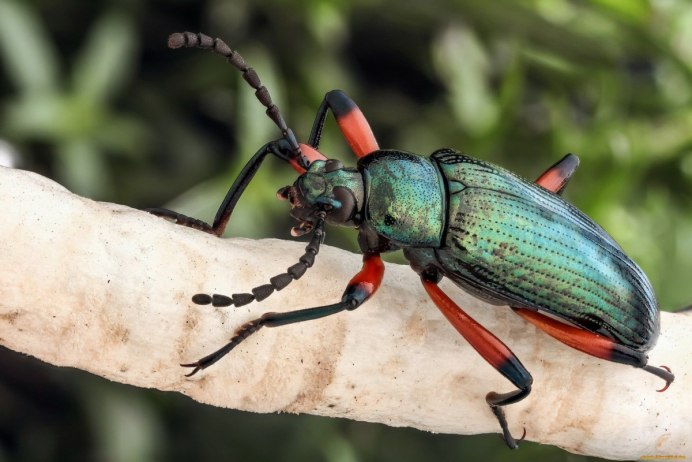 Жук-Единорог (Dynastes Tityus)