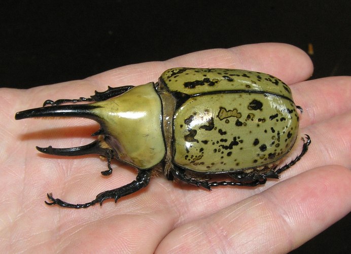 Жук-Единорог (Dynastes Tityus)