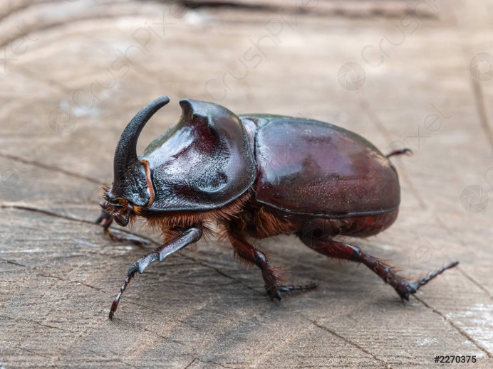 Augosoma Centaurus