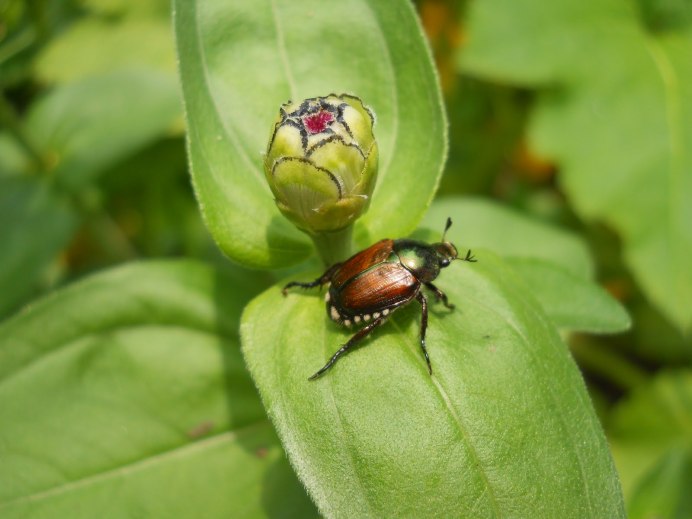 Жук-Единорог (Dynastes Tityus)