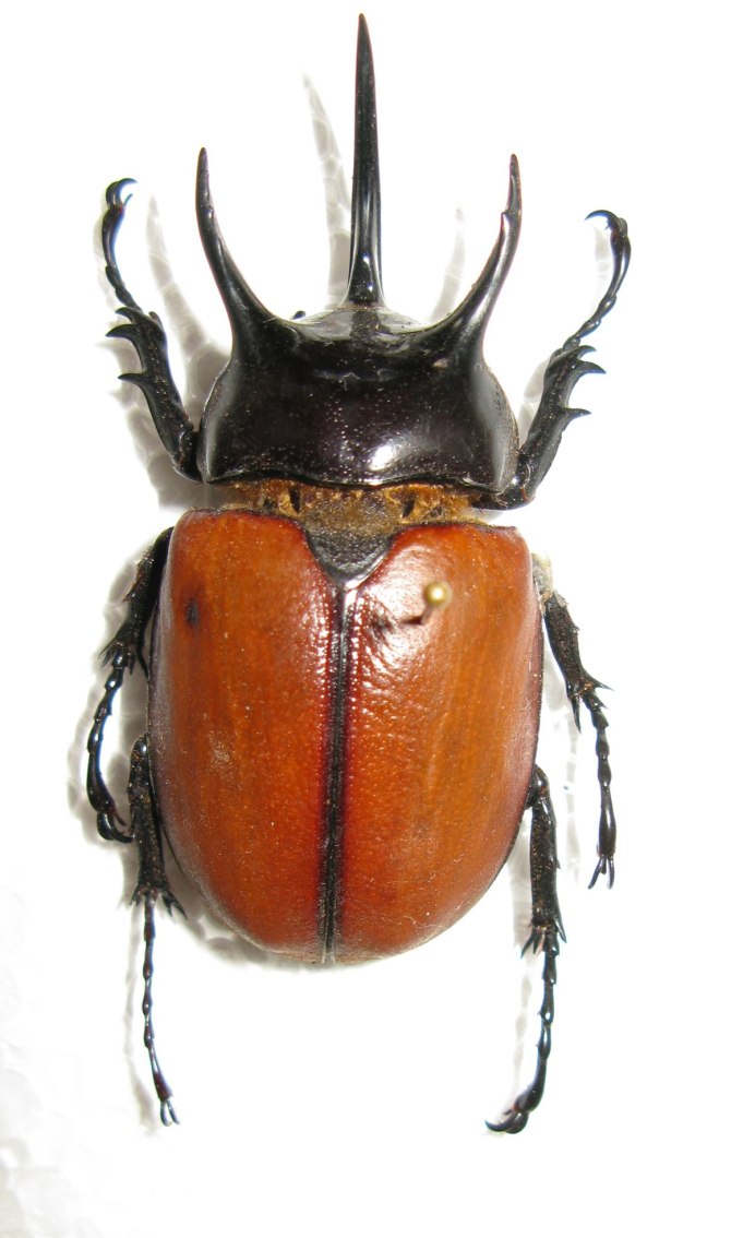Dynastes Hercules reidi
