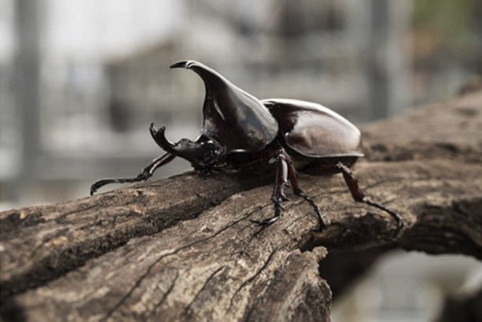 Notoxus Monoceros