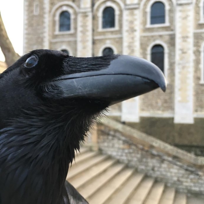 Блестящий ворон Corvus splendens