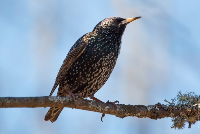 Камбоджийский скворец (Sturnus burmannicus)