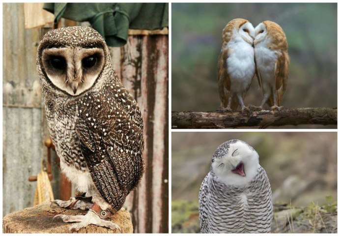 Сова белолицая совка