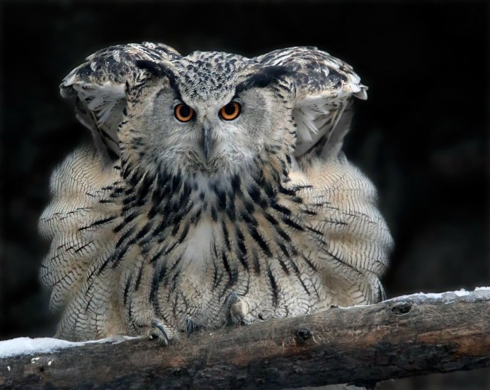 Семейство сов