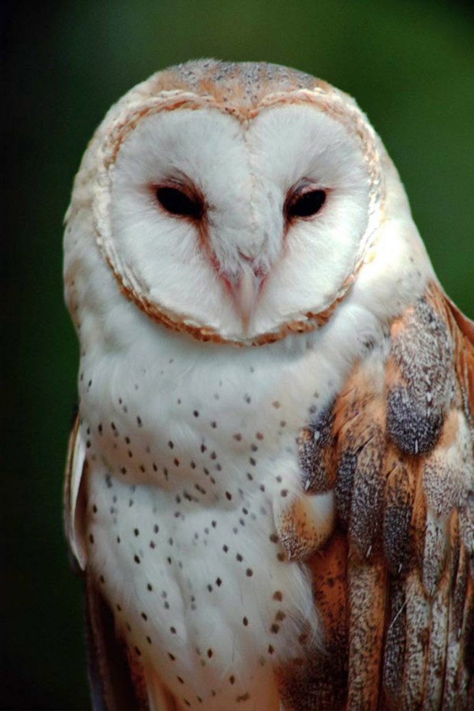 Северная неясыть