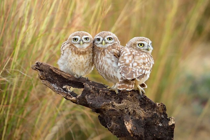 Виргинский Филин (Bubo virginianus)