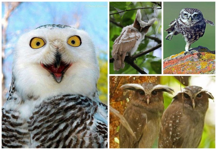 Ушастая Сова сплюшка