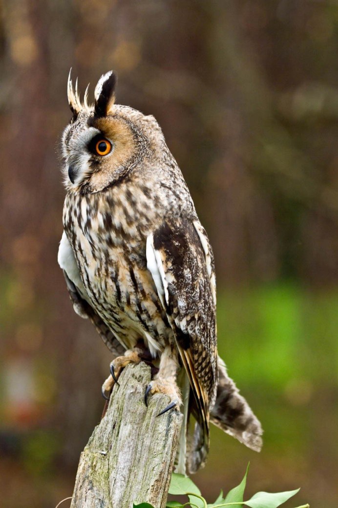 Названия сов