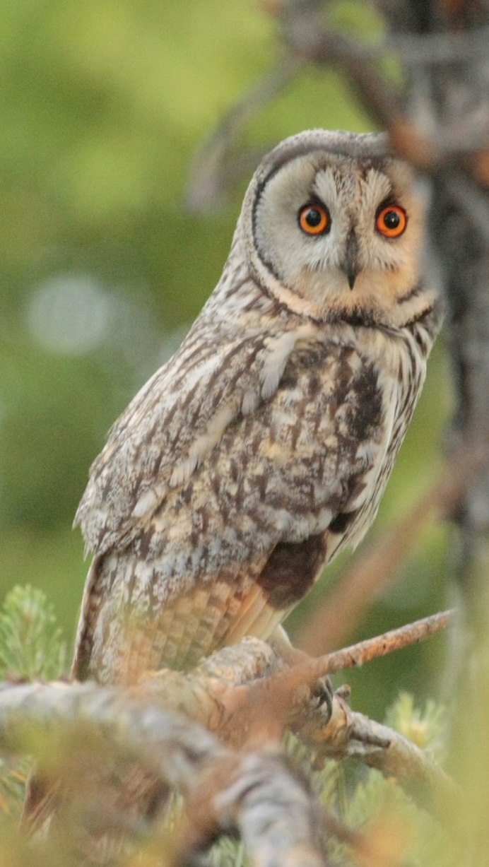 Бородатая неясыть и человек