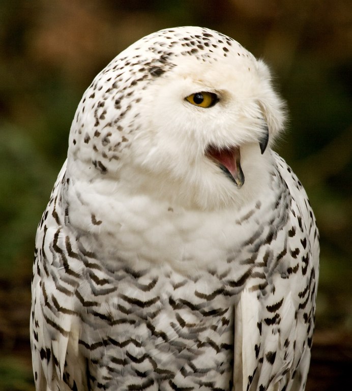 Сипуха, домовый Сыч.