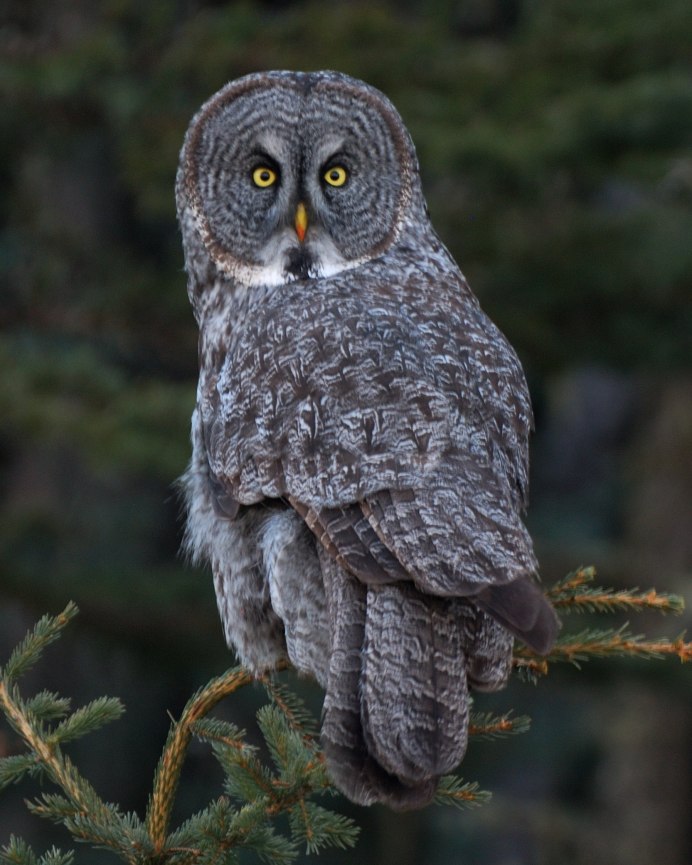 Сова породы Филин