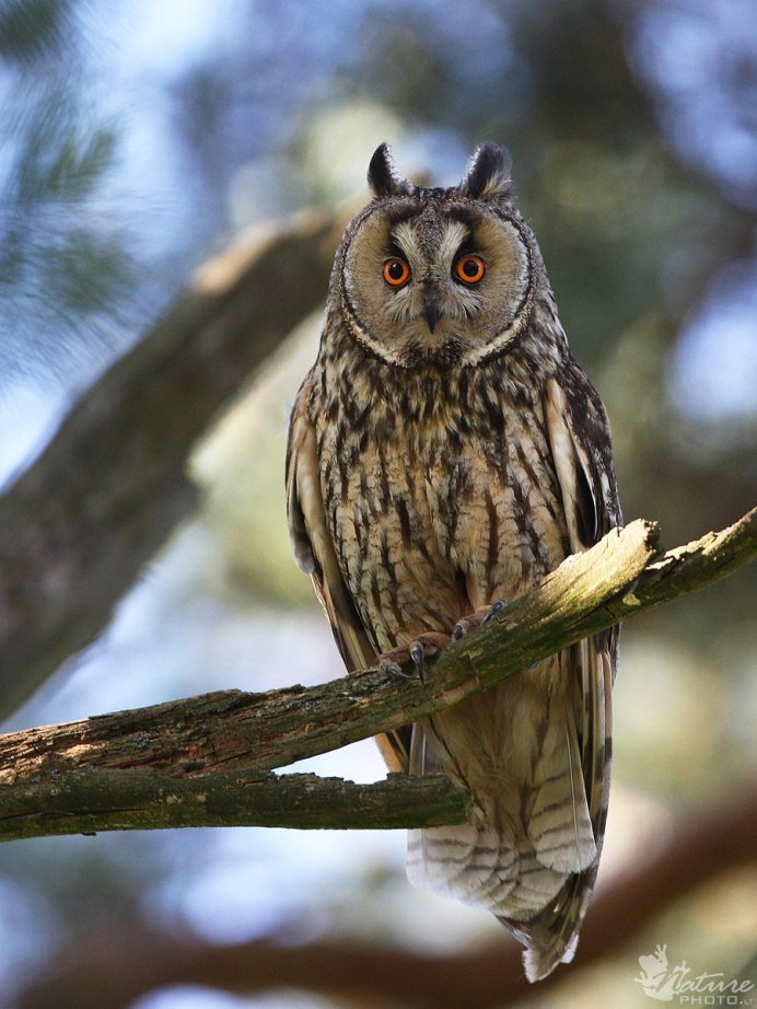 Бородатая неясыть