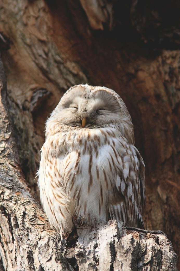 Домашние Совы породы