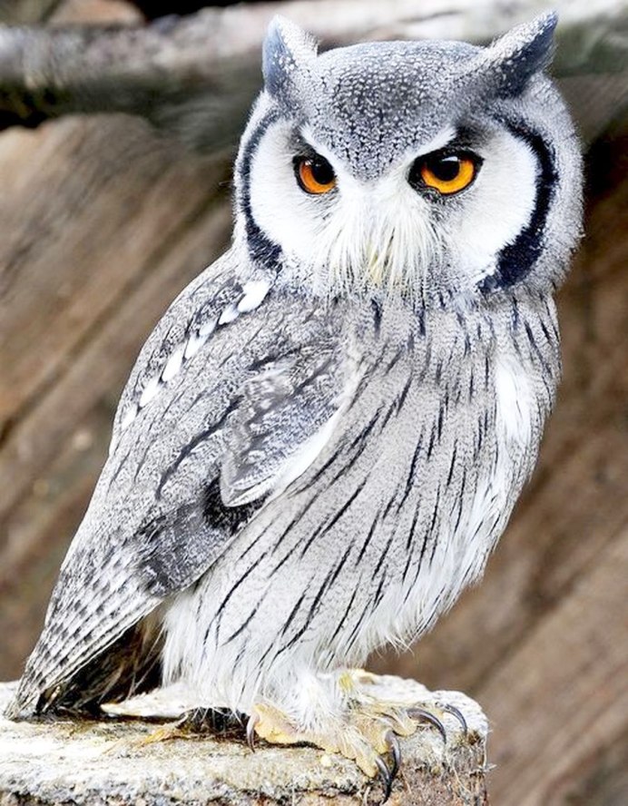 Ручная ушастая Сова