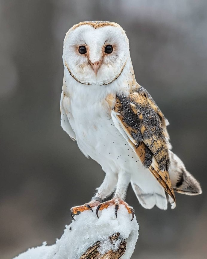 Совиные Совы