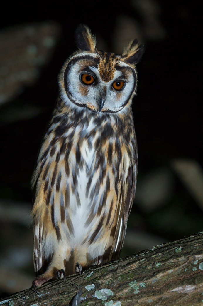 Центральноамериканская ушастая Сова