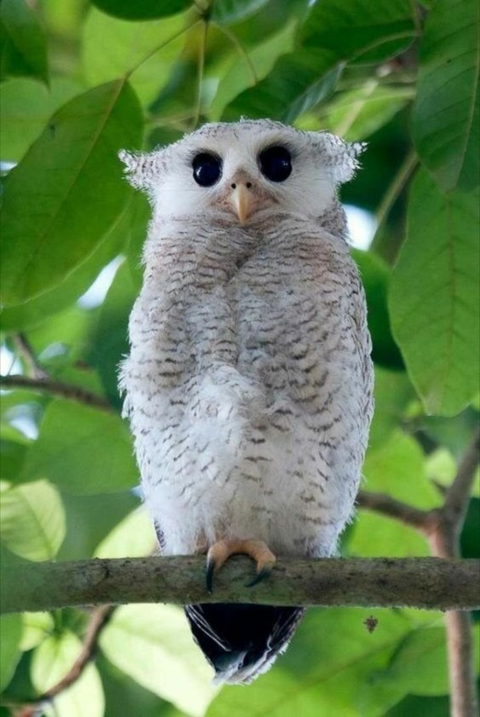 Американский Филин