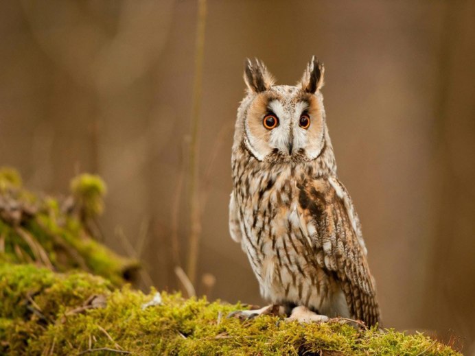 Длиннохвостая Уральская неясыть