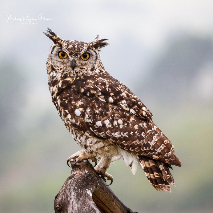 Сыч и ушастая Сова