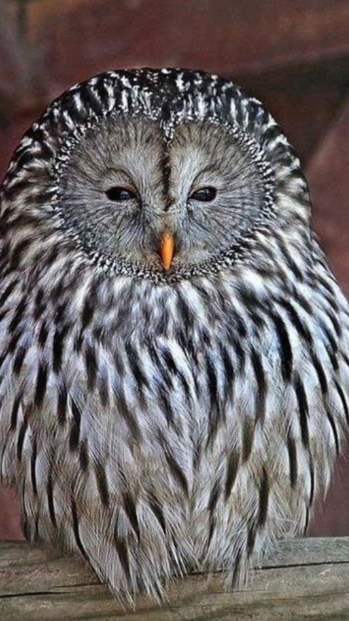 Ястребиная Сова птенец