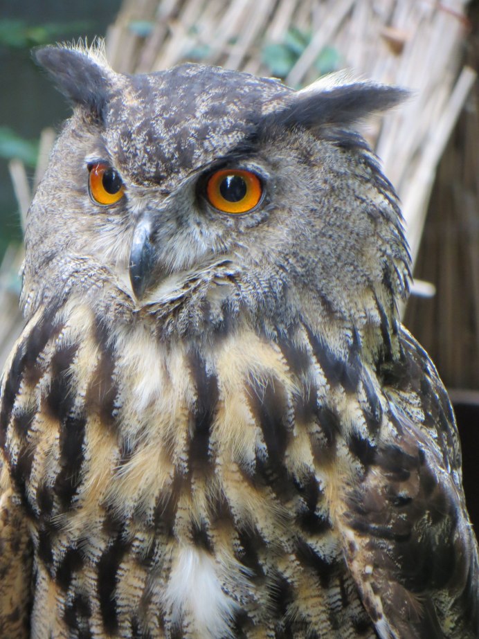 Коромандельский Филин