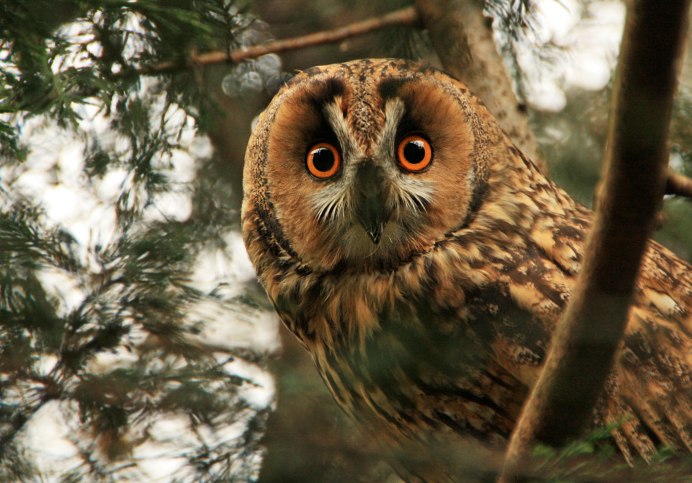 Разные Совы