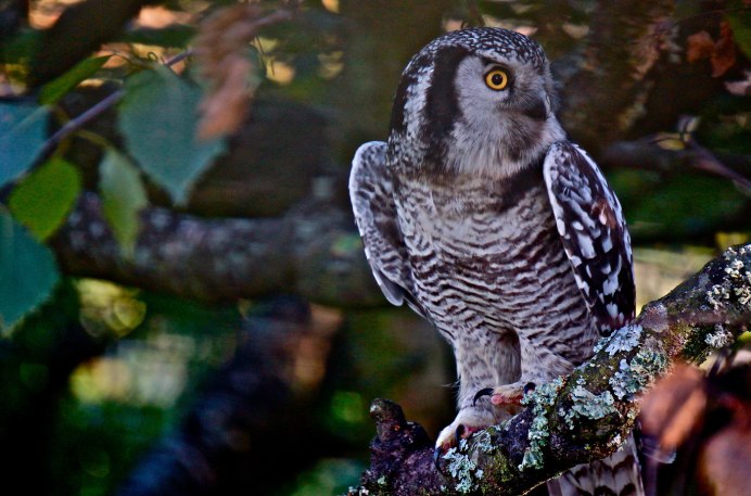 Бенгальский Филин