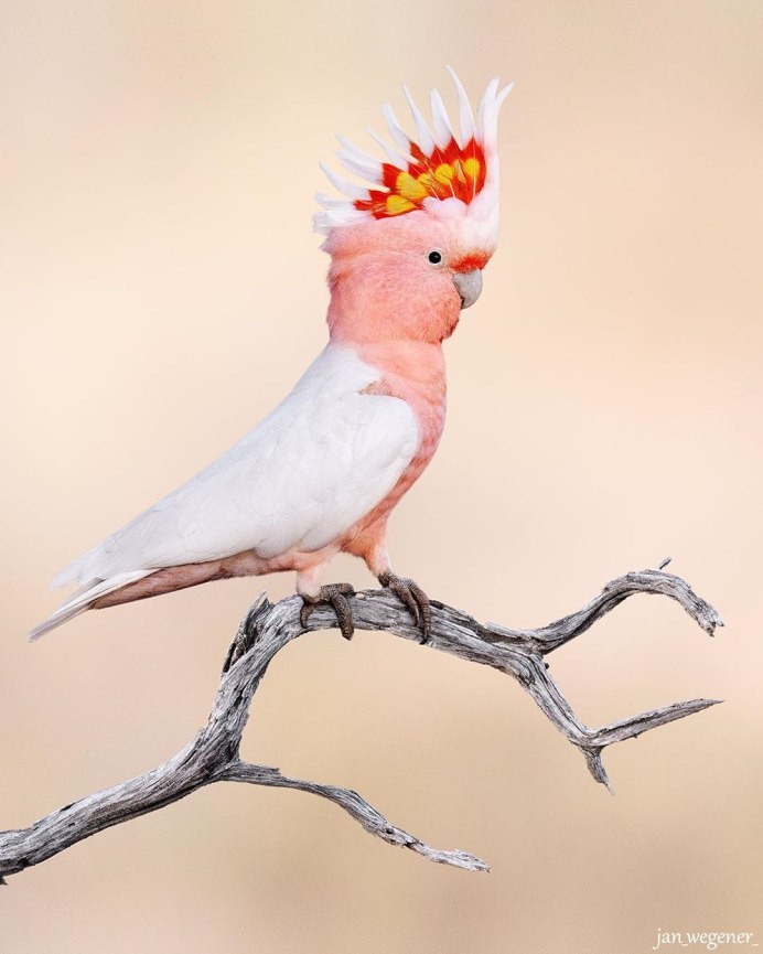 Eolophus roseicapilla