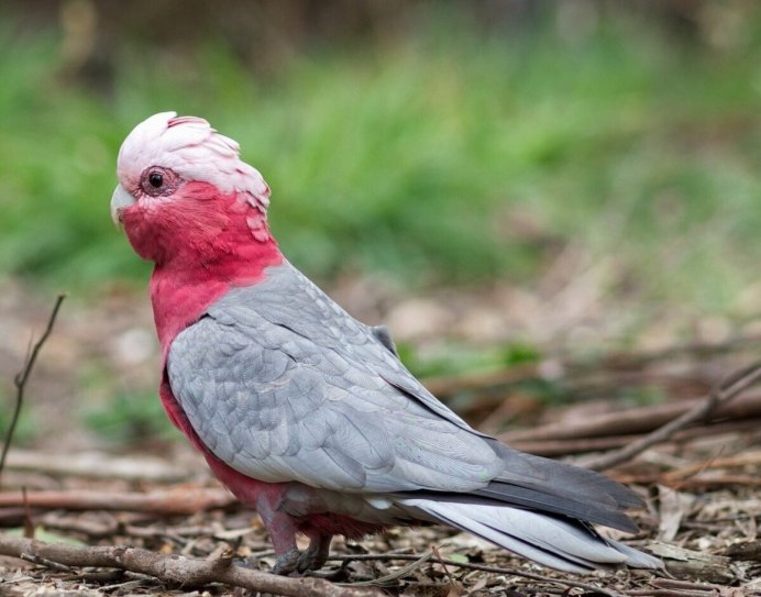 Розовый Какаду Galah