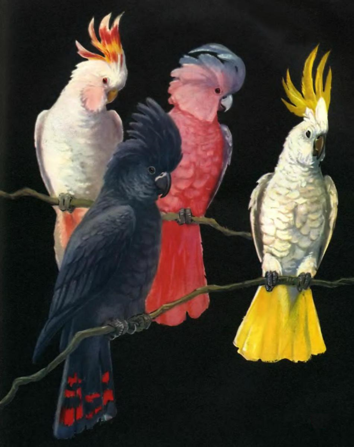 Galah Cockatoo