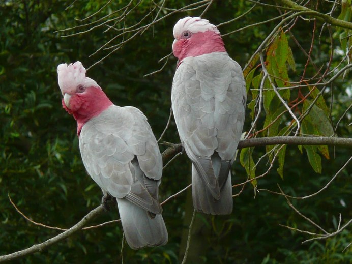 Eolophus roseicapilla