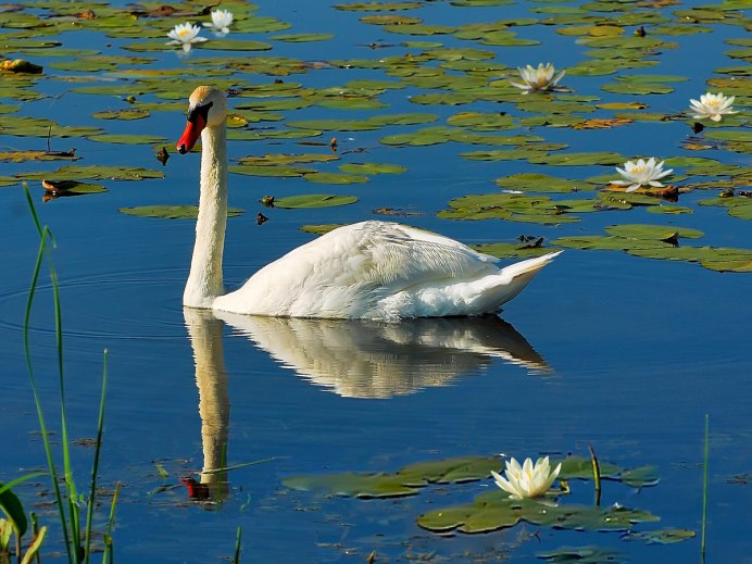 Сихотэ-Алинский заповедник лебедь шипун