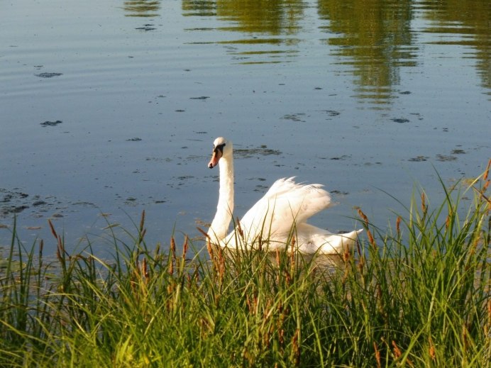 Лебеди расфокус