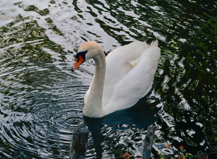 Белый лебедь скандинавские страны
