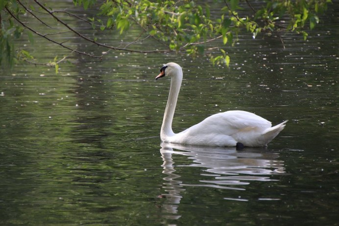 Лебеди на озере с кувшинками