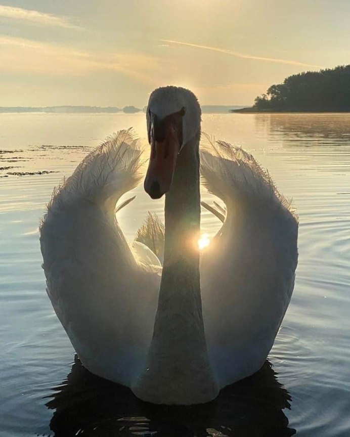 Живые лебеди на воде