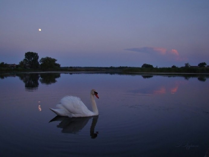 Одинокий лебедь