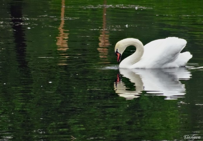 Фото лебедей на рабочий стол