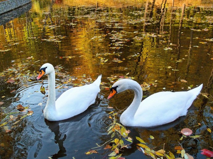 Лебеди в пруду